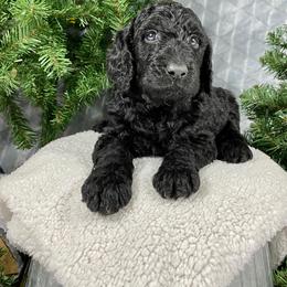 Aussiedoodle, Double Doodle, and Goldendoodle Puppies from Dandy Doodle Ranch