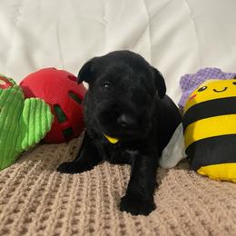 Yellow collar Girl - Black female Miniature Schnauzer puppy in San Diego, California from KMS-Miniature Schnauzers