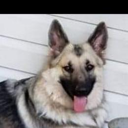 Glory - Shiloh Shepherd