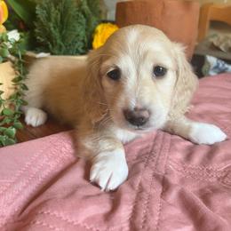 Chickie - Cream female Dachshund puppy in Perryville, Maryland from Heavenly Heritage Dachshunds and Doods