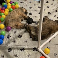 Bouvier des Flandres Puppies from Julie Smith