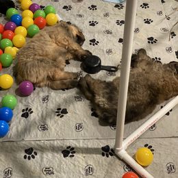Bouvier des Flandres Puppies from Julie Smith