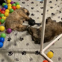 Bouvier des Flandres Puppies from Julie Smith