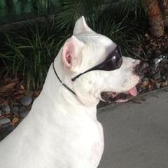 Border Collies and Dogo Argentinos from Timeless's Dogo Argentino's and Border Collies