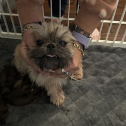 Shih Tzu Puppies from Angela Driver's Shih Tzu