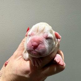 Girl 1 - White female Boxer puppy in Jamesville, New York from Reynolds Homestead Boxers