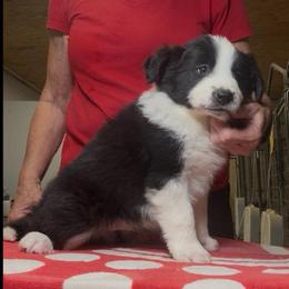 Boy 2 - Black male Border Collie puppy in Farmersville, Texas from Omegamtn Border Collies