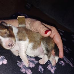 Shetland Sheepdog Puppies from Highland Shelties