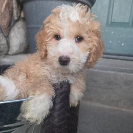 Lex - Yellow and white male Bernedoodle puppy in Blackfoot, Idaho from Draper Mountain Doodles