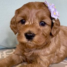 Marcie - Australian Labradoodle puppy in Roseville, California from Darby Park Doodles