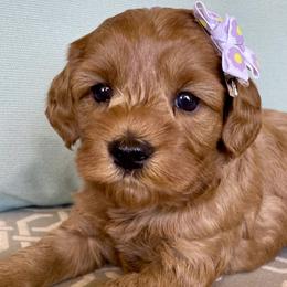 Marcie - Australian Labradoodle puppy in Roseville, California from Darby Park Doodles
