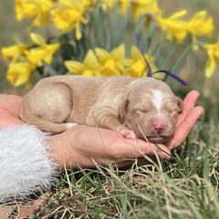 Chanel - Gold female Bordoodle puppy in Conway, Missouri from 2J 2K Bordoodles