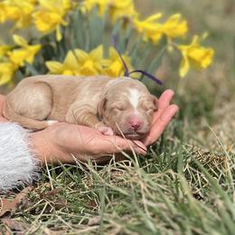 Chanel - Gold female Bordoodle puppy in Conway, Missouri from 2J 2K Bordoodles