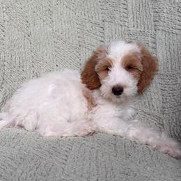 Anthony - Parti male Goldendoodle puppy in Barstow, California from Golden Desert Doodles