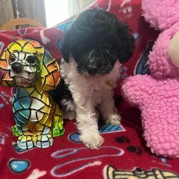 Sunflower-Yellow Collar - Phantom female Poodle puppy in Winter Haven, Florida from Herdez’s Poodles