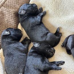 Female 4 - Black female Labrador Retriever puppy in Deltaville, Virginia from Holyoke Kennel