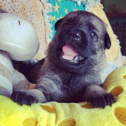 German Shepherd Puppies from Keys K9s