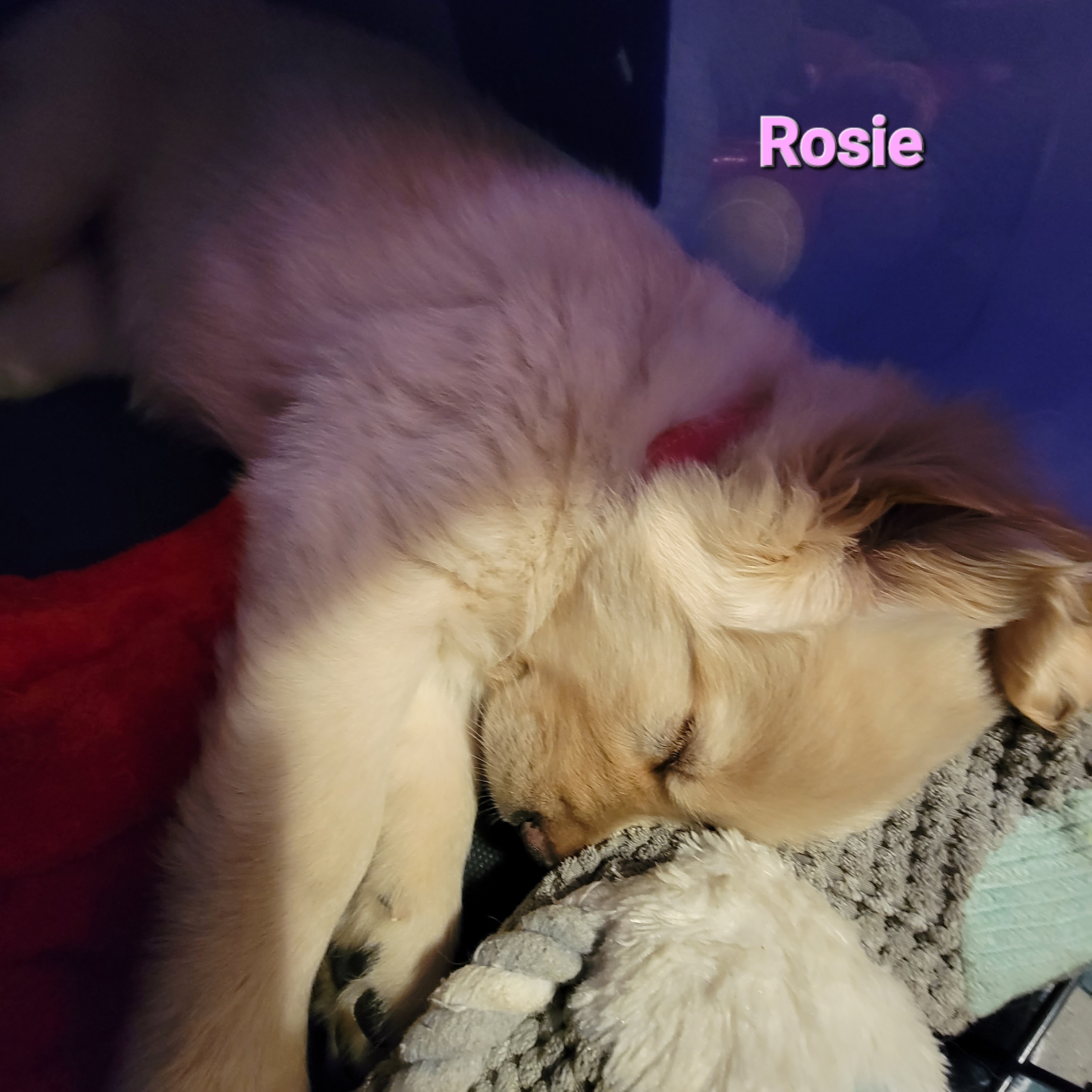 Golden Retriever Puppies from JK Goldens