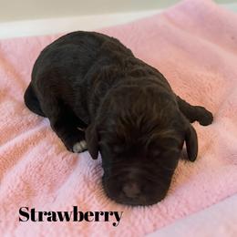 Strawberry - Brown and tan female Cockapoo puppy in Ellenburg Center, New York from Kristin's Puppies