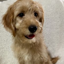 Willow - Red  female Goldendoodle puppy in Atlanta, Georgia from ADreamcatchers Doodles