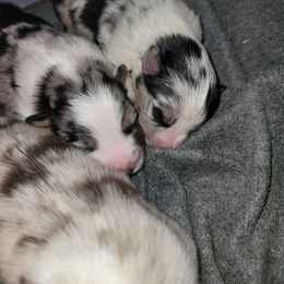 Australian Shepherd Puppies from Willow Tree Australian Shepherds
