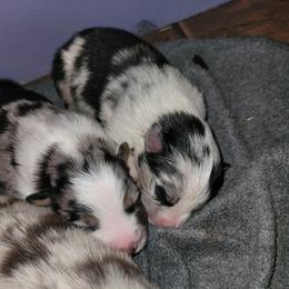Australian Shepherd Puppies from Willow Tree Australian Shepherds