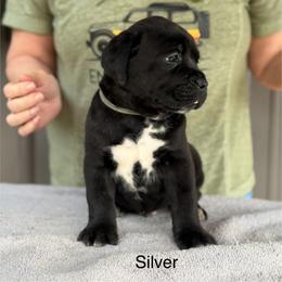Silver Collar R - Black male Cane Corso puppy in Paris, Texas from Knucklehead Cane Corso
