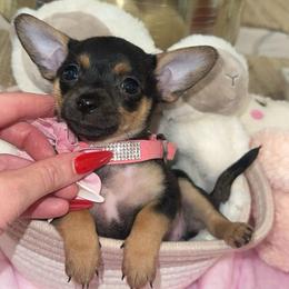 Chanel - Black and tan female Chihuahua puppy in Alvord, Texas from Gift of Gods Favor
