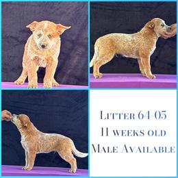 L64-05 - Red speckled male Australian Cattle Dog puppy in Sheridan, Oregon from 6pk Cattledogs