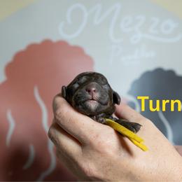 Turnip - Brown female Poodle puppy in Spring Branch, Texas from Mezzo Poodles