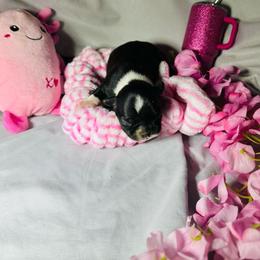 Cindy - Black and white female Boston Terrier puppy in London, Kentucky from Puppy Love