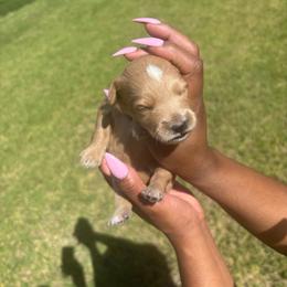 Darla - Cream female Goldendoodle puppy in Forney, Texas from Cityline Goldendoodles