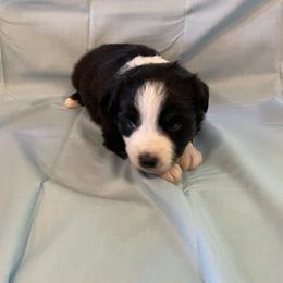 Miniature Australian Shepherds from Bill's Miniature Australian Shepherds