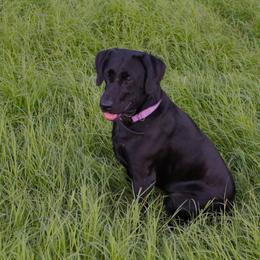 Labrador Retriever Puppies from Crout Kennels