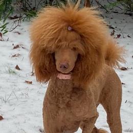 Poodles from Villa Rosa Poodles