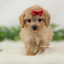 Regina (Red Collar Female) - Apricot female Cavapoo puppy in Republic, Missouri from Red Skye Puppies