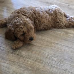 Cavapoo Puppies from Jet Cavapoos