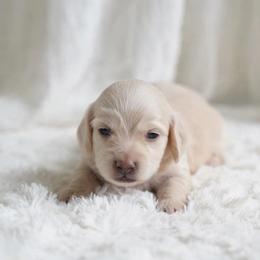 Boy 2 - Cream male Dachshund puppy in Richmond, Virginia from Irresistible Dachshunds & Cavaliers
