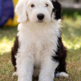 Sheepadoodles from Son of a Poodle Sheepadoodles