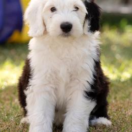 Sheepadoodles from Son of a Poodle Sheepadoodles