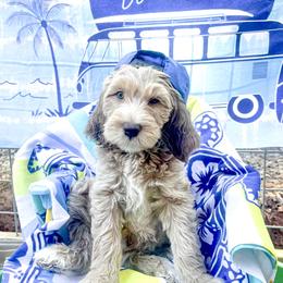 Goldendoodle Puppies from Lundee Doodles