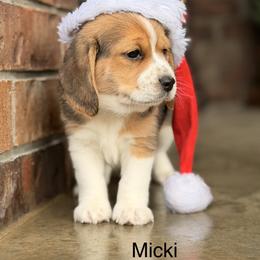 Micki - Black tan and white male Beagle puppy in Mansfield, Missouri from Rippee Creek Kennel