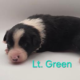 Lt Green - Black and white female Border Collie puppy in Itasca, Texas from KMA Ranch