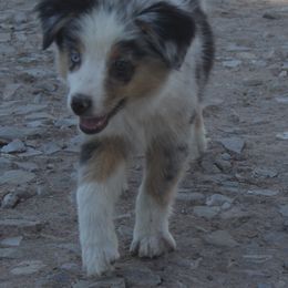 Australian Shepherd Puppies from BitABlue Australian Shepherds