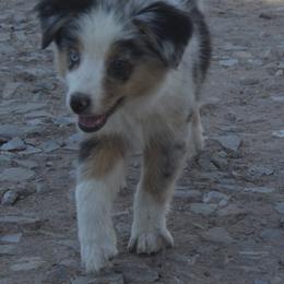 Australian Shepherd Puppies from BitABlue Australian Shepherds