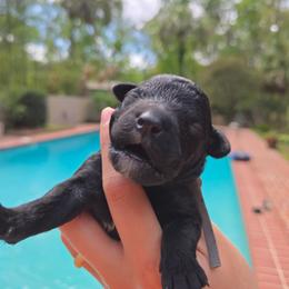 Mr. Richard - Black male Poodle puppy in Gainesville, Florida from Alyssa Xxweetdoodles
