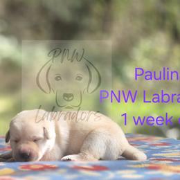 Paulina - Yellow female Labrador Retriever puppy in Rogue River, Oregon from PNW Labradors