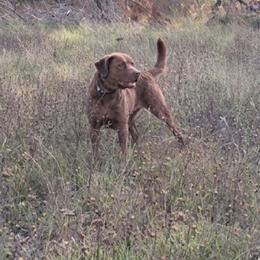 Chesapeake Bay Retriever puppies from Blackwood Chesapeakes
