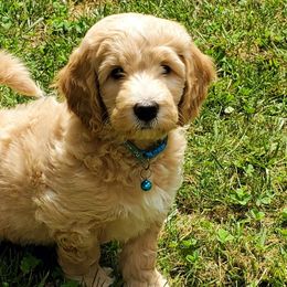 River - Labradoodle puppy in Statesville, North Carolina from Labradoodles of the Foothills