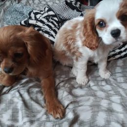 Cavalier King Charles Spaniel Puppies from Grace Cavalier Kingdom